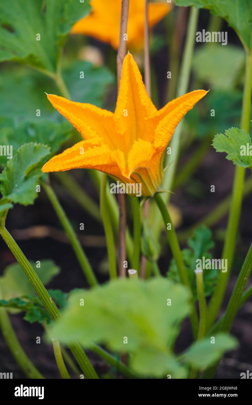 Fleur de Zucchini brute biologique du jardin potager Banque D'Images