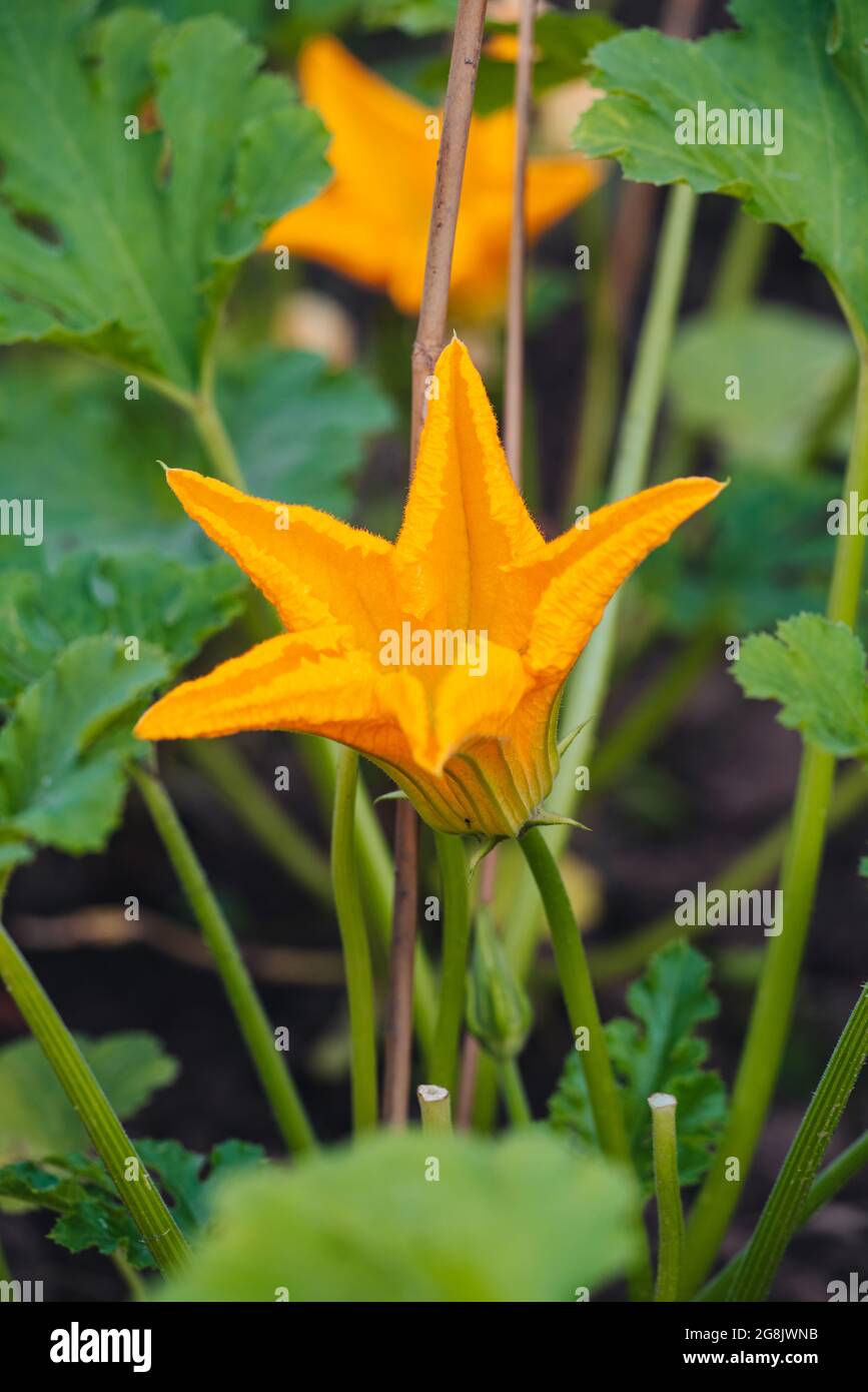 Fleur de Zucchini brute biologique du jardin potager Banque D'Images
