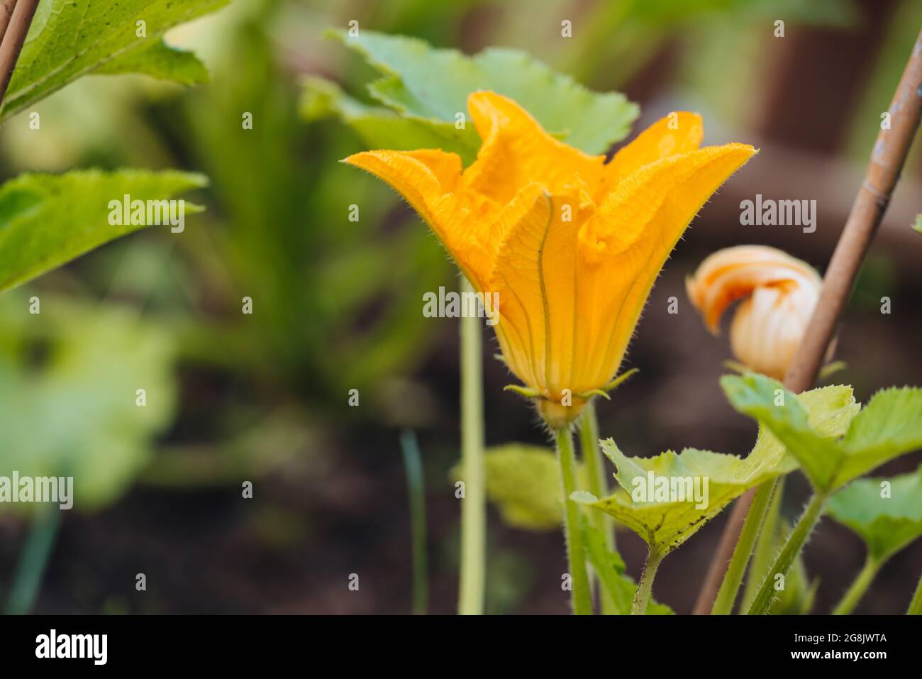 Fleur de Zucchini brute biologique du jardin potager Banque D'Images