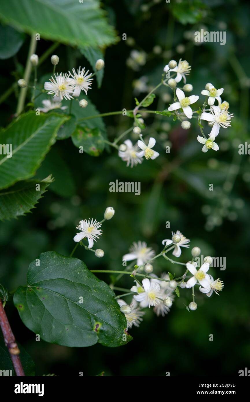 Clematis vitalba est un arbuste d'escalade aux fleurs vertes-blanches parfumées. Gros plan. Banque D'Images
