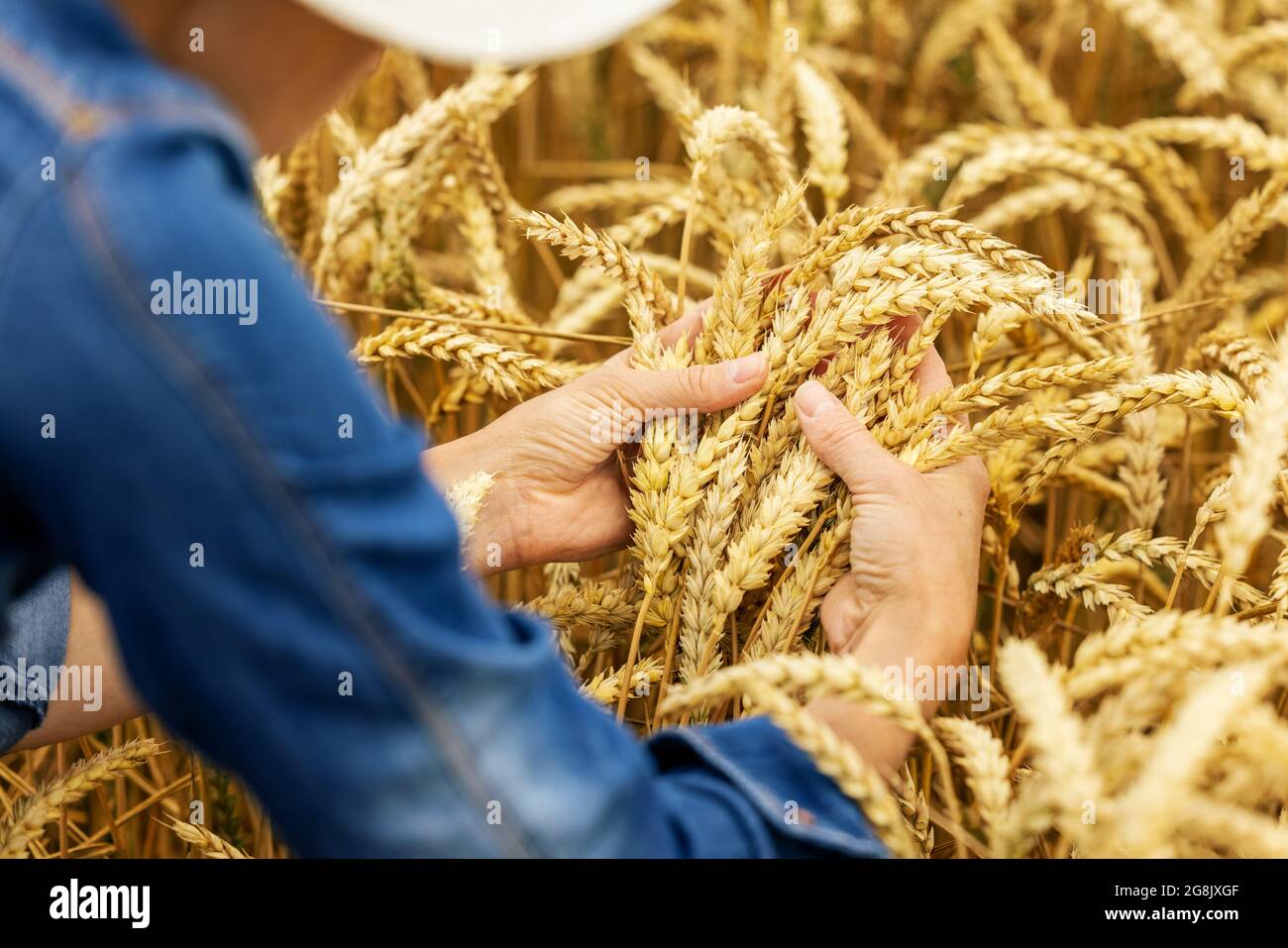 les agriculteurs vérifient la qualité des épillets de blé dans le champ de céréales Banque D'Images