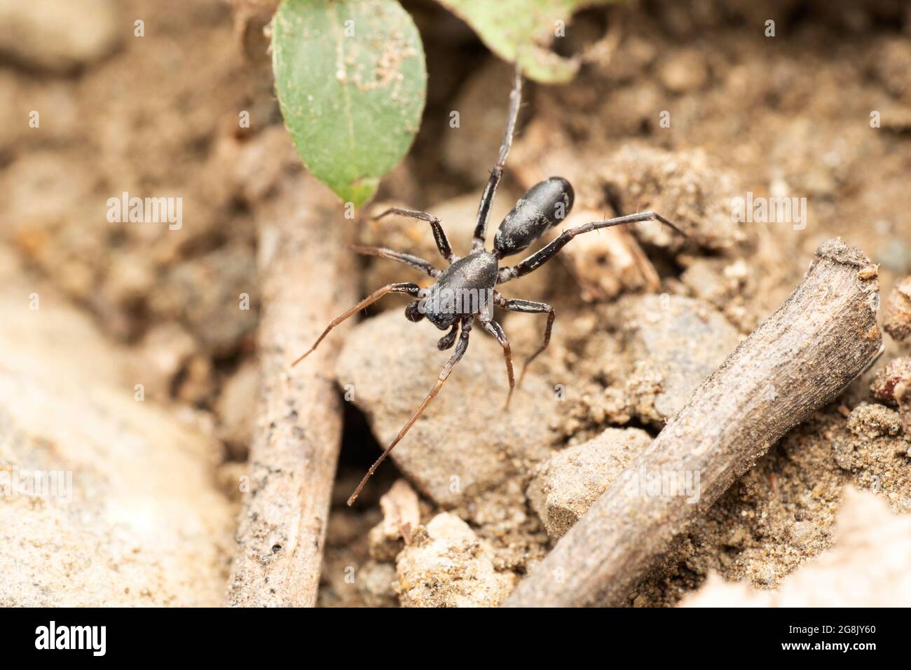 Araignée terrestre ANT imite, Corinnomma severum, Thorell 1877, Satara, Maharashtra, Inde Banque D'Images