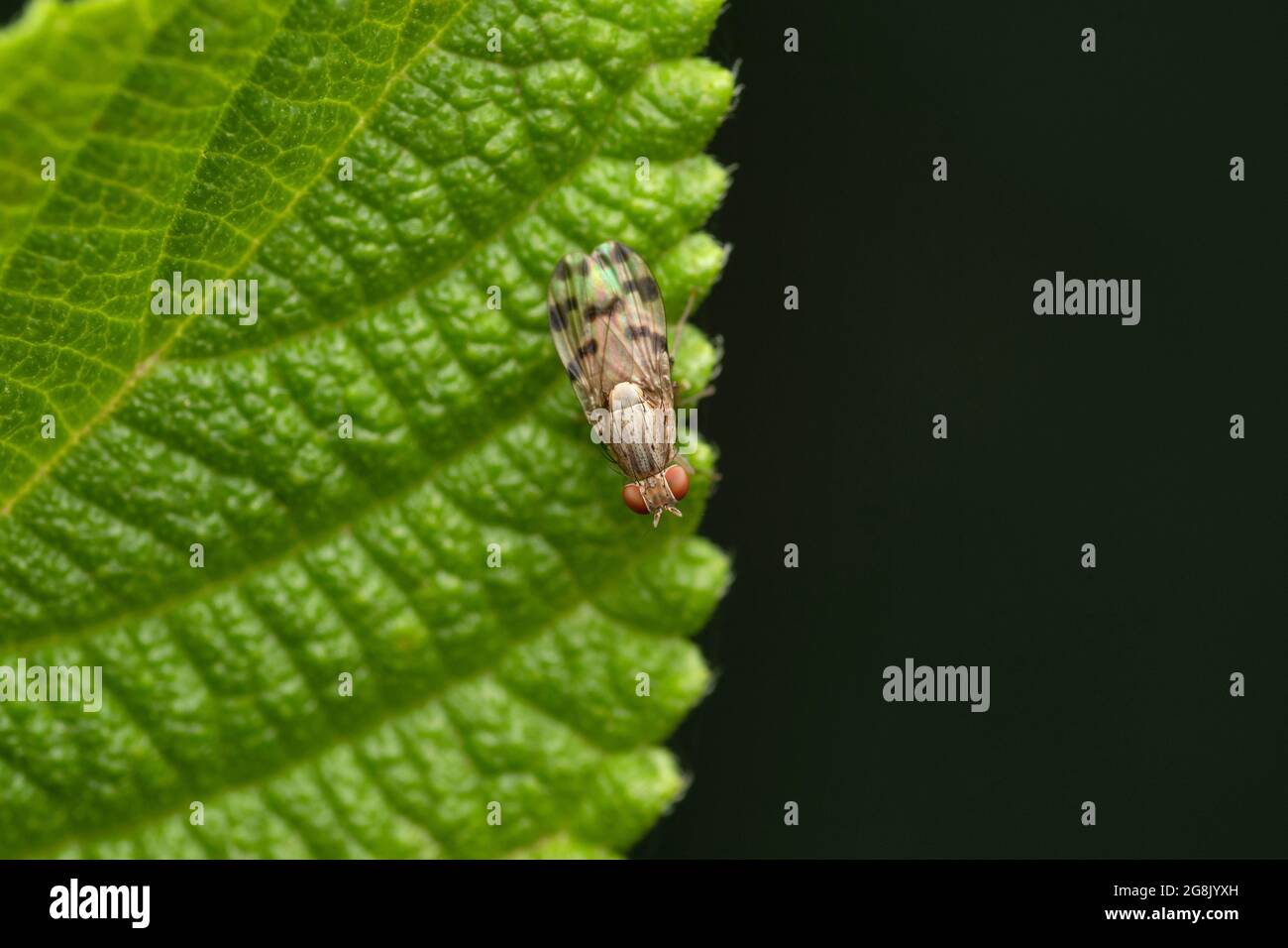 Dorsale de la mouche à pollen, Drosophila buskii, Satara, Maharashtra, Inde Banque D'Images