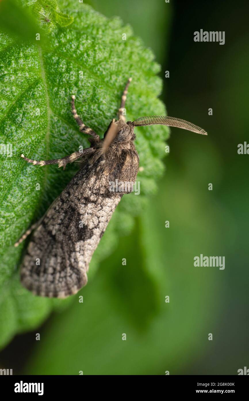 Dung mimic Moth, Aptomis trifida, Satara, Maharashtra, Inde Banque D'Images