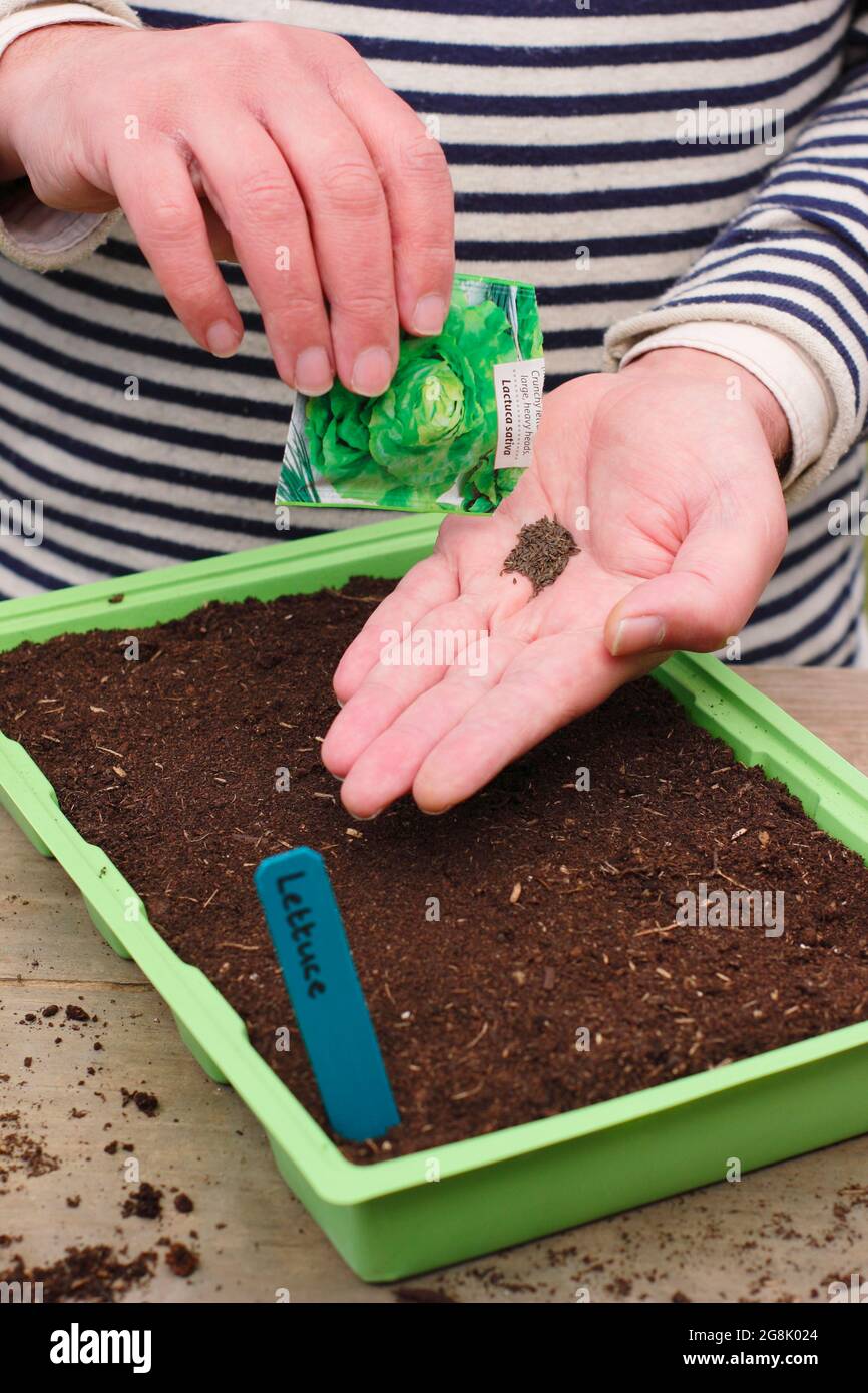 Semis de laitue - Lactuca sativa. Commencer les graines de laitue dans un plateau avant de transplanter des semis. Banque D'Images