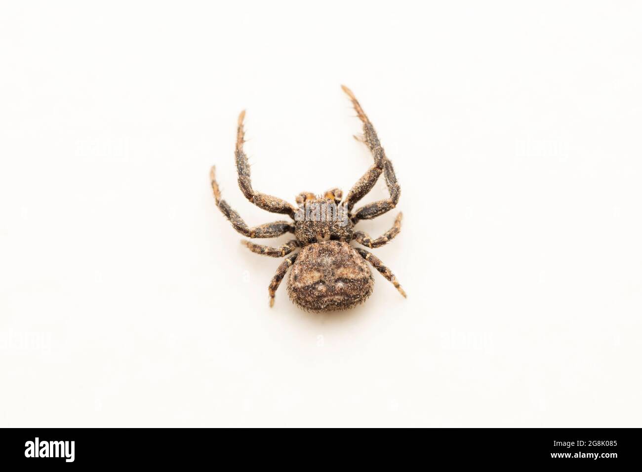 Araignée de crabe terrestre, Ozyptila praticola, Satara, Maharashtra, Inde Banque D'Images