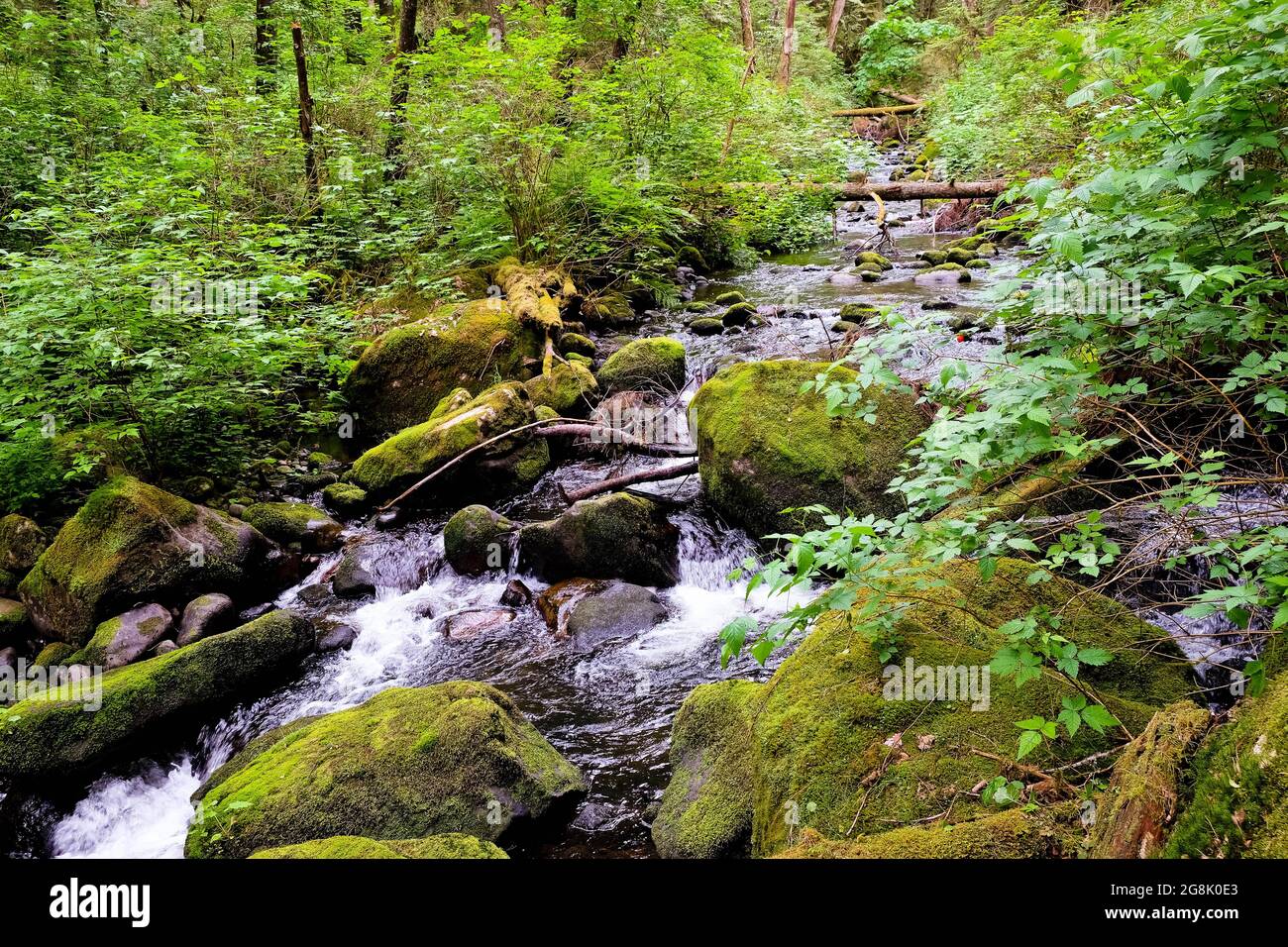 Sentier de randonnée au lac Hayward en Colombie-Britannique Banque D'Images