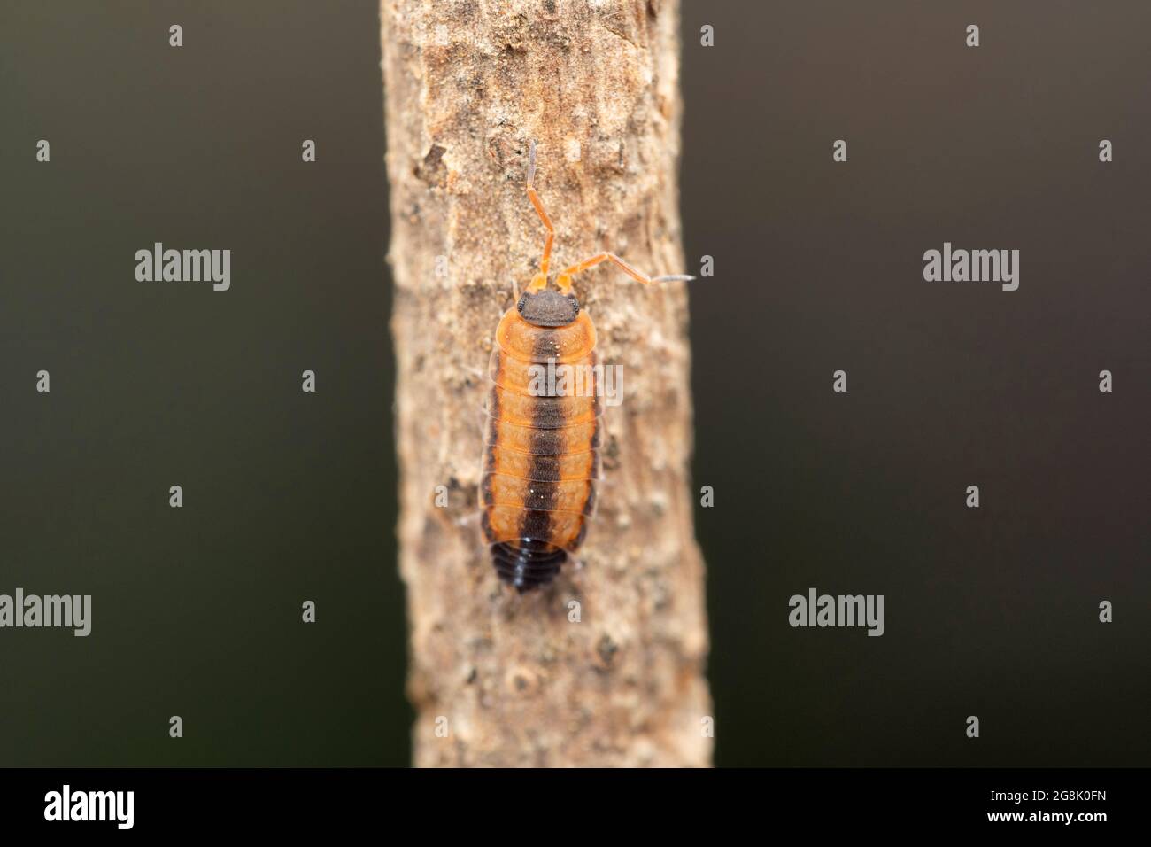 Orange woodsouris, Porcellio scabre, Satara, Maharashtra, Inde Banque D'Images