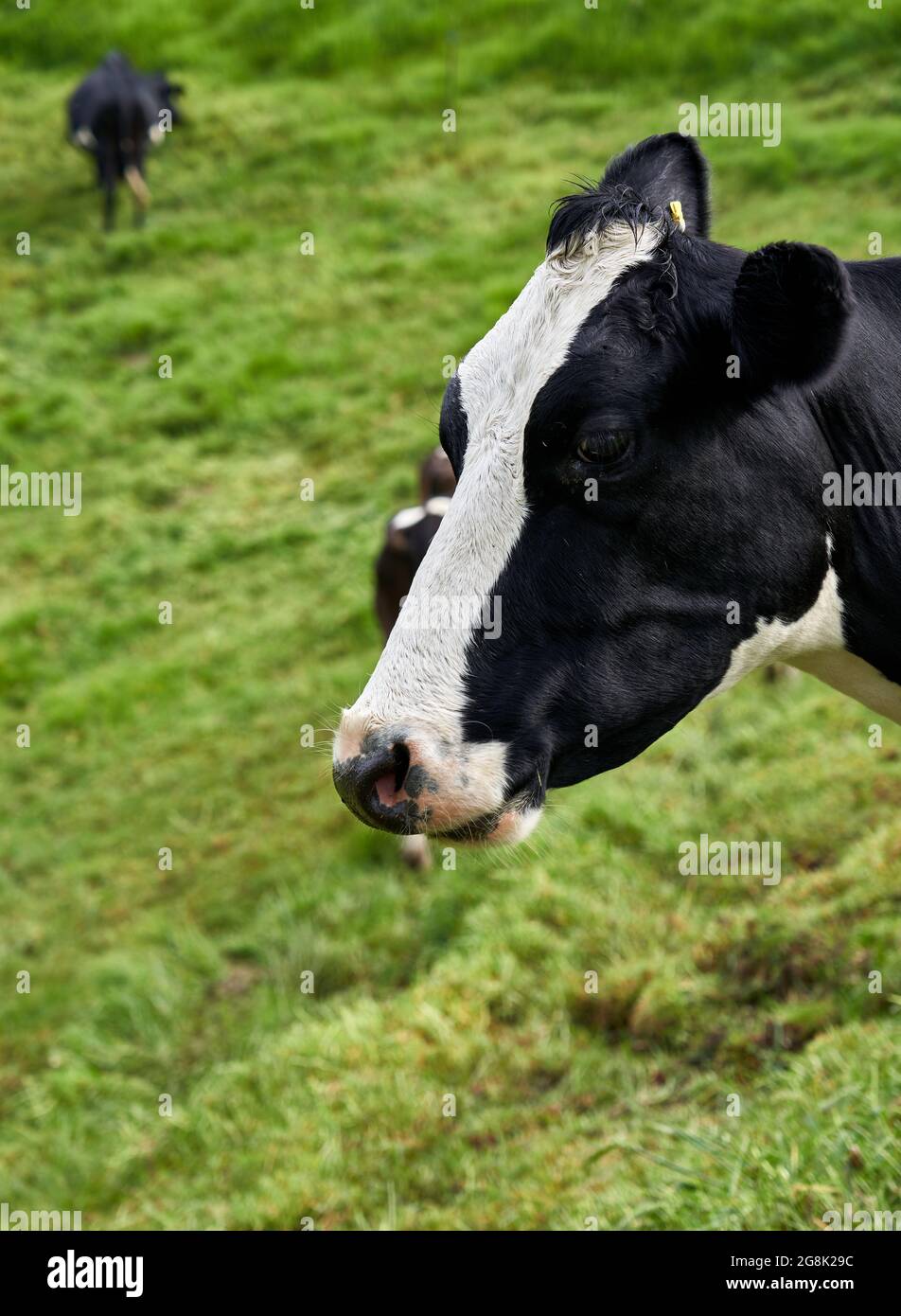 ENTRERRIOS, COLOMBIE - 27 juin 2021 : gros plan d'une tête de vache noire et blanche sur fond vert en Colombie Banque D'Images