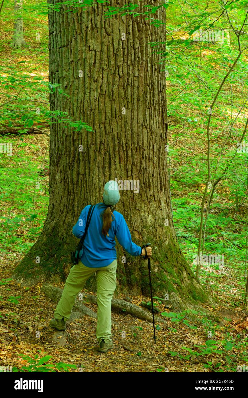 Forêt ancienne de Donaldson Woods, parc national de Spring Mill, Indiana Banque D'Images