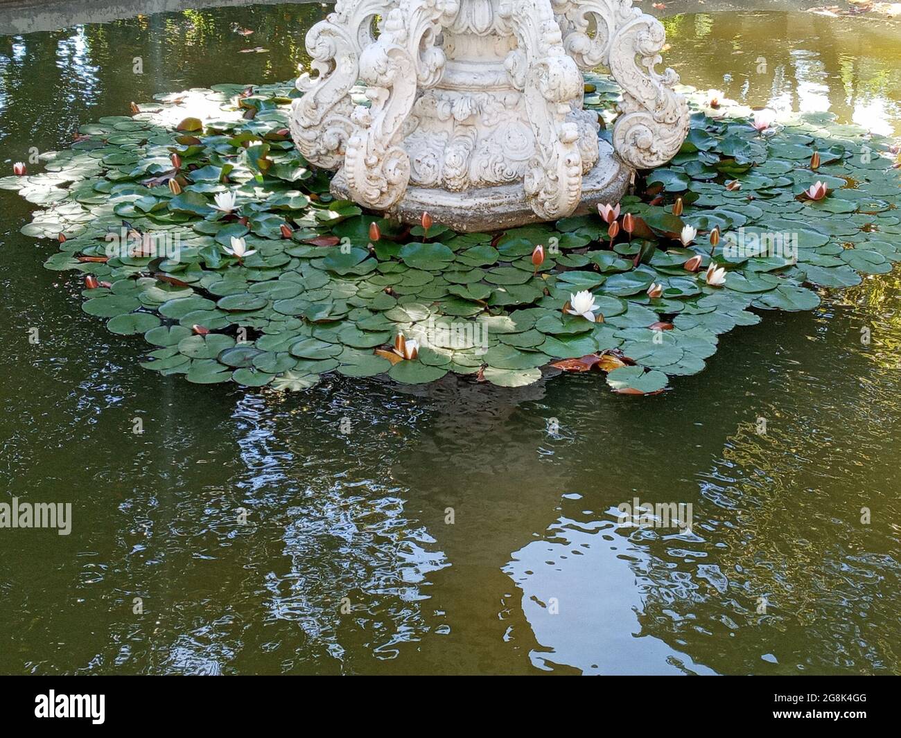 Cette petite piscine dans le jardin du Palais Dolmabahçe d'Istanbul attire l'attention avec ses fleurs de lotus. Banque D'Images