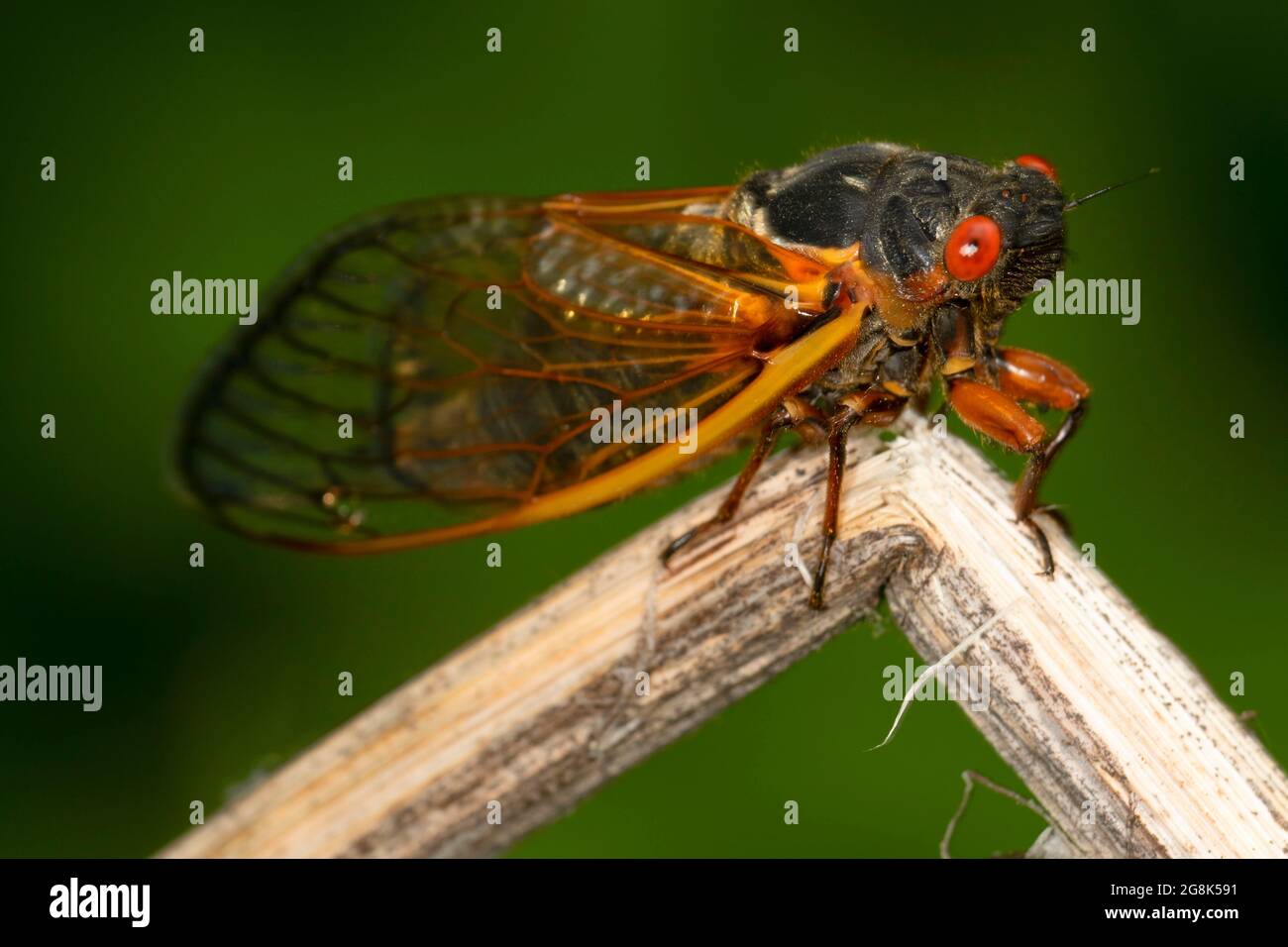 Cicada, parc national de Clifty Canyon, Indiana Banque D'Images