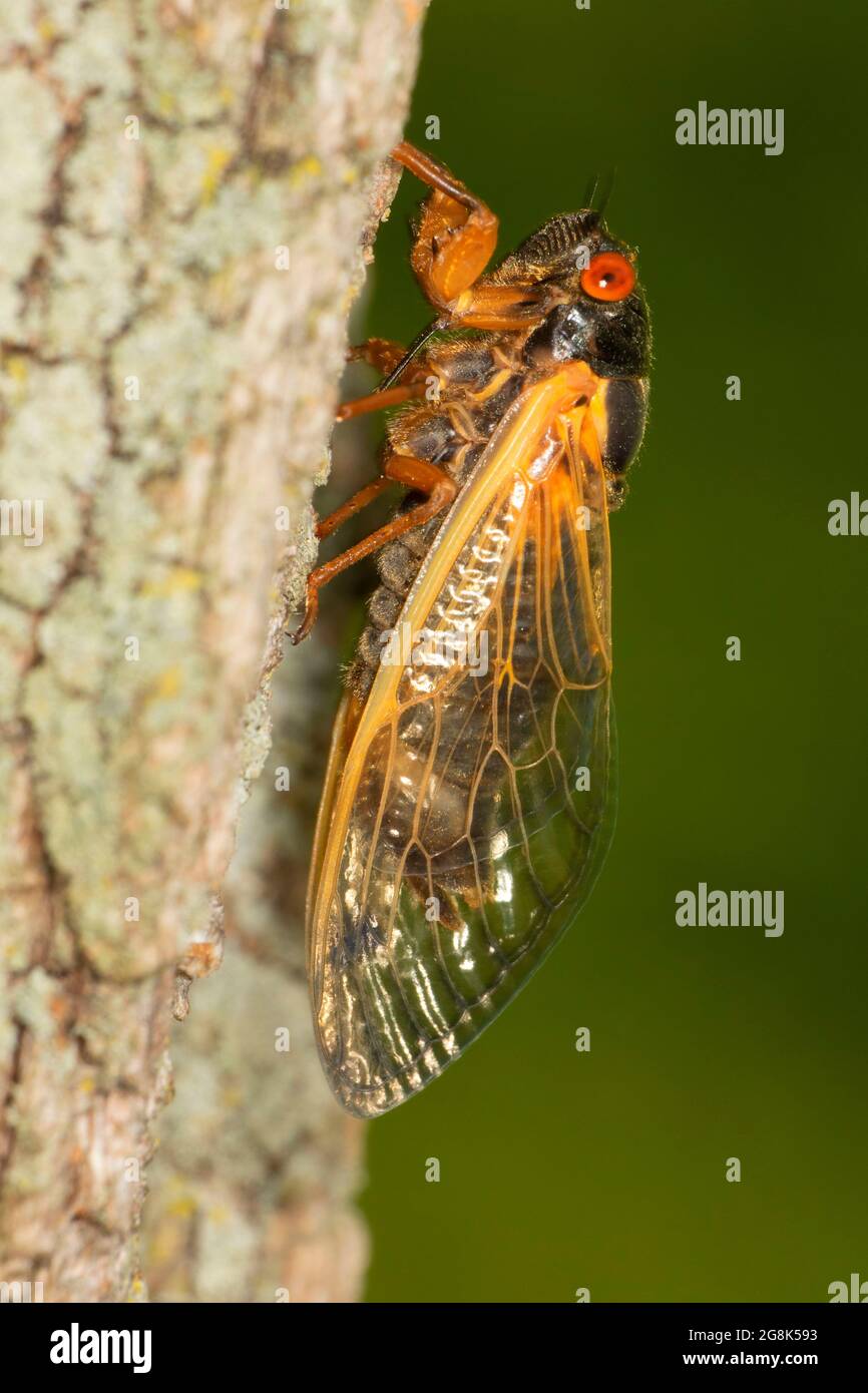 Cicada, parc national de Clifty Canyon, Indiana Banque D'Images