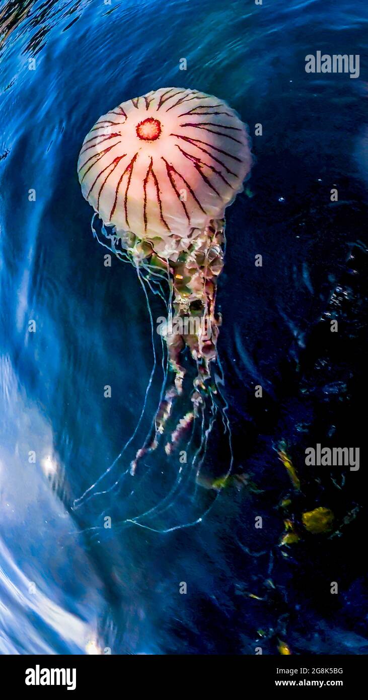 Boussole Jellyfish ,Chrysaora hysoscella, natation dans le Comté de Donegal - Irlande. Banque D'Images