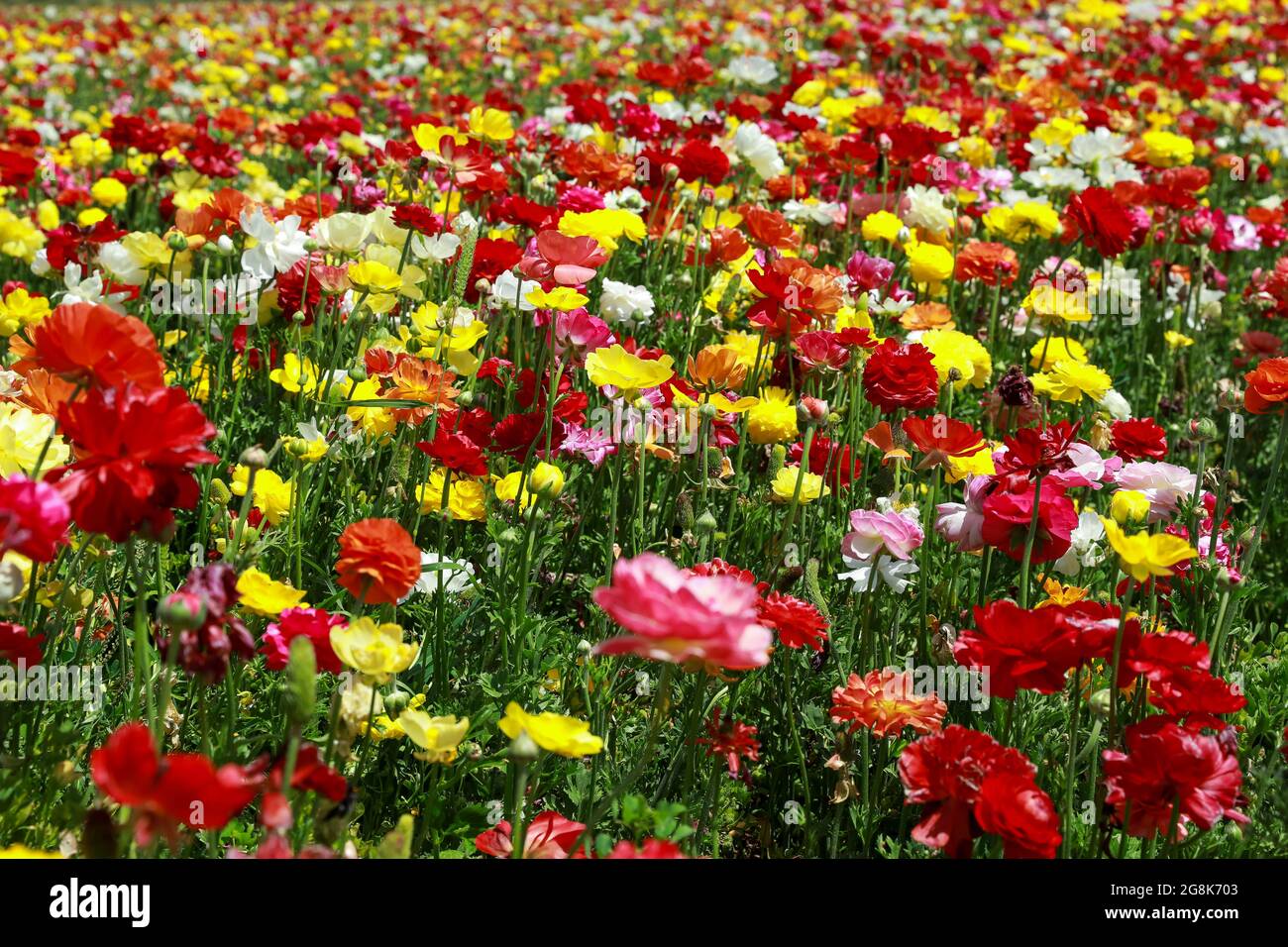 Des rangées de tulipes colorées sur le terrain. Champ de fleurs coloré. Banque D'Images