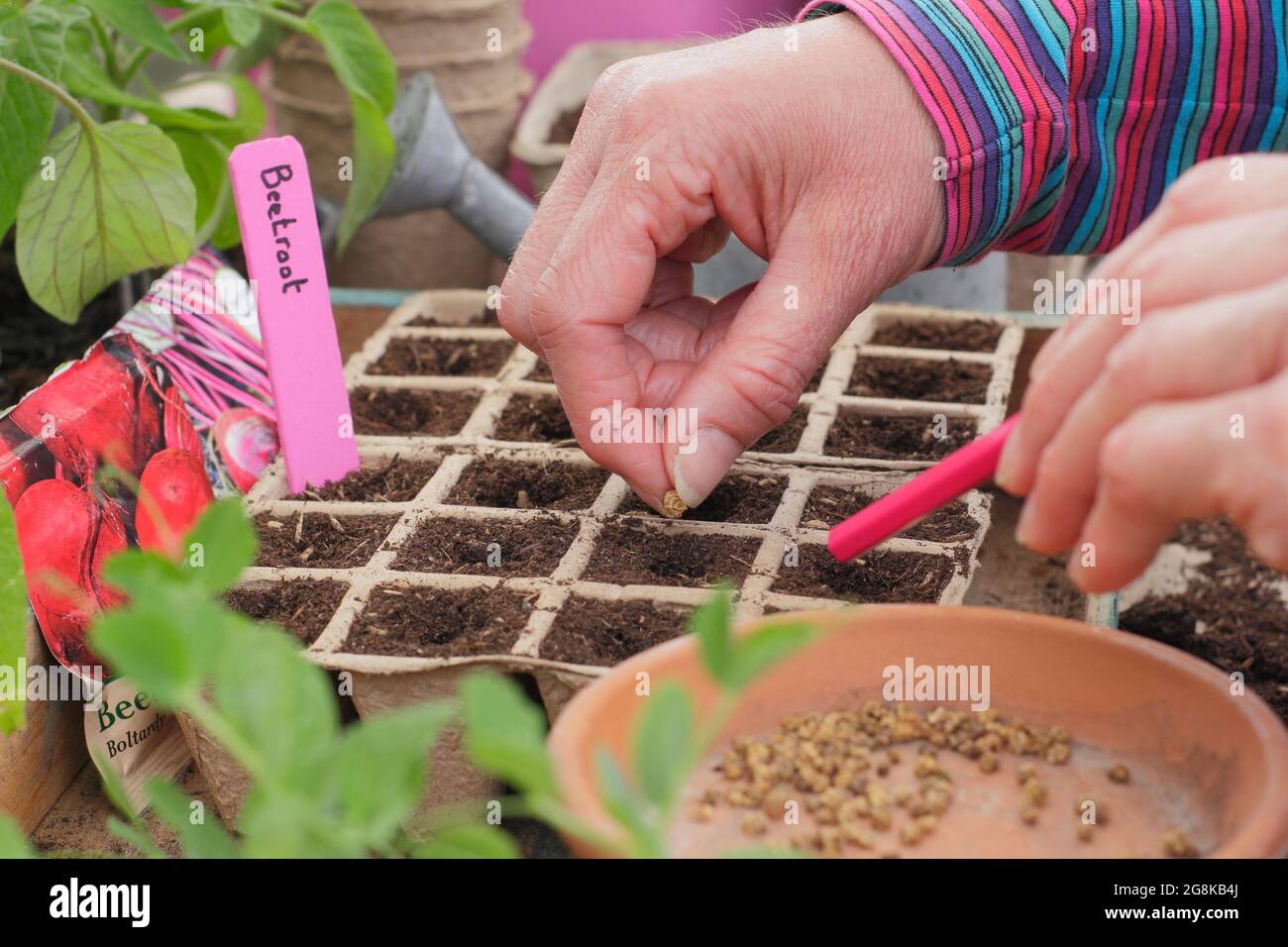 Semis de graines. Femme semant des graines de betteraves - Beta vulgaris Boltardy - dans des pots modulaires en fibres biodégradables au printemps. ROYAUME-UNI Banque D'Images