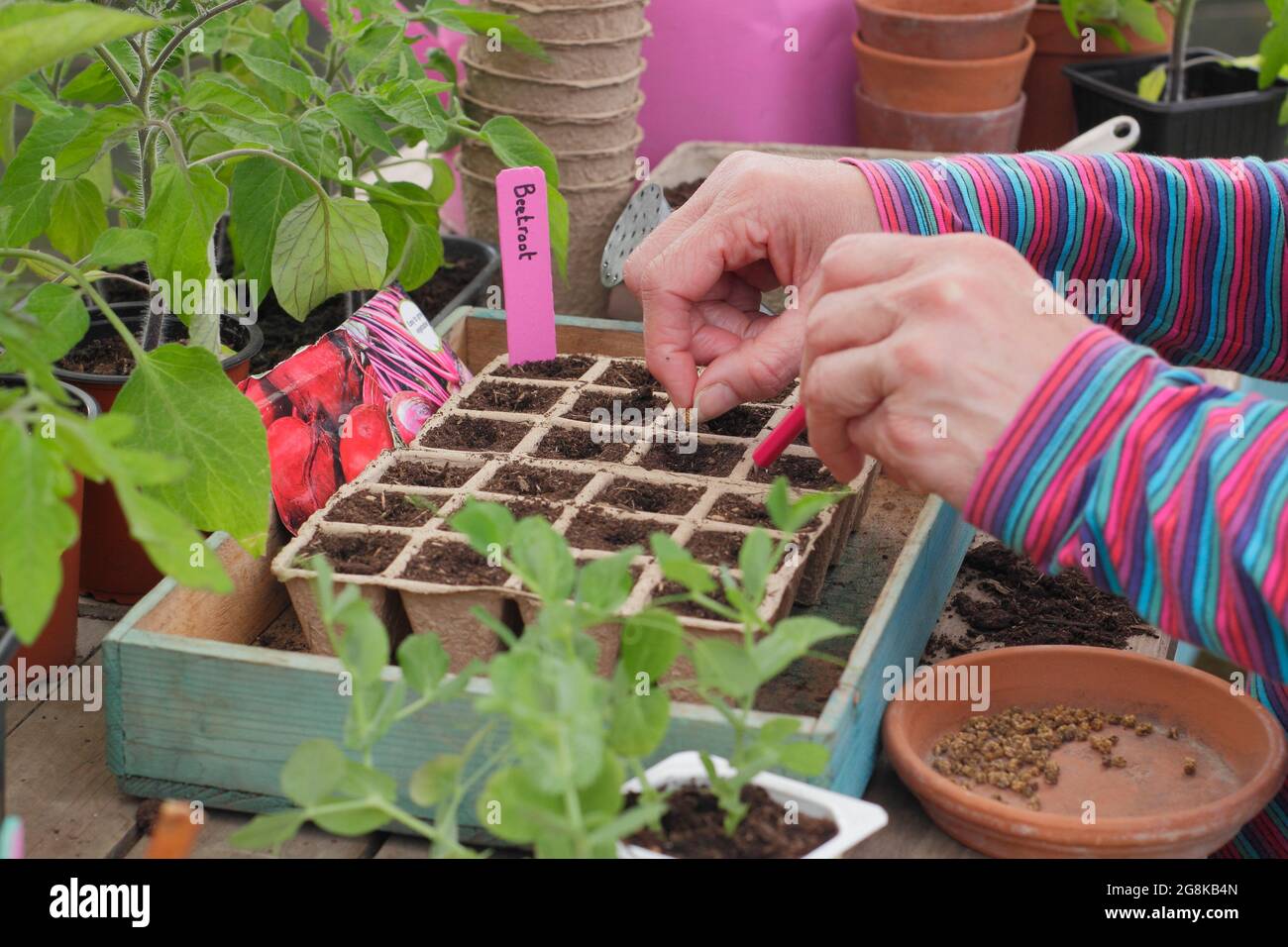 Semis de graines. Femme semant des graines de betteraves - Beta vulgaris Boltardy - dans des pots modulaires en fibres biodégradables au printemps. ROYAUME-UNI Banque D'Images