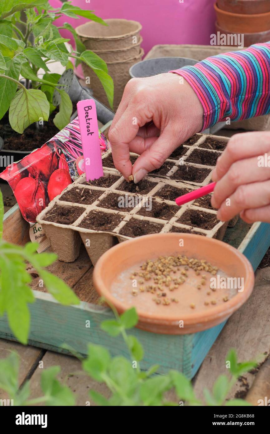 Semis de graines. Femme semant des graines de betteraves - Beta vulgaris Boltardy - dans des pots modulaires en fibres biodégradables au printemps. ROYAUME-UNI Banque D'Images