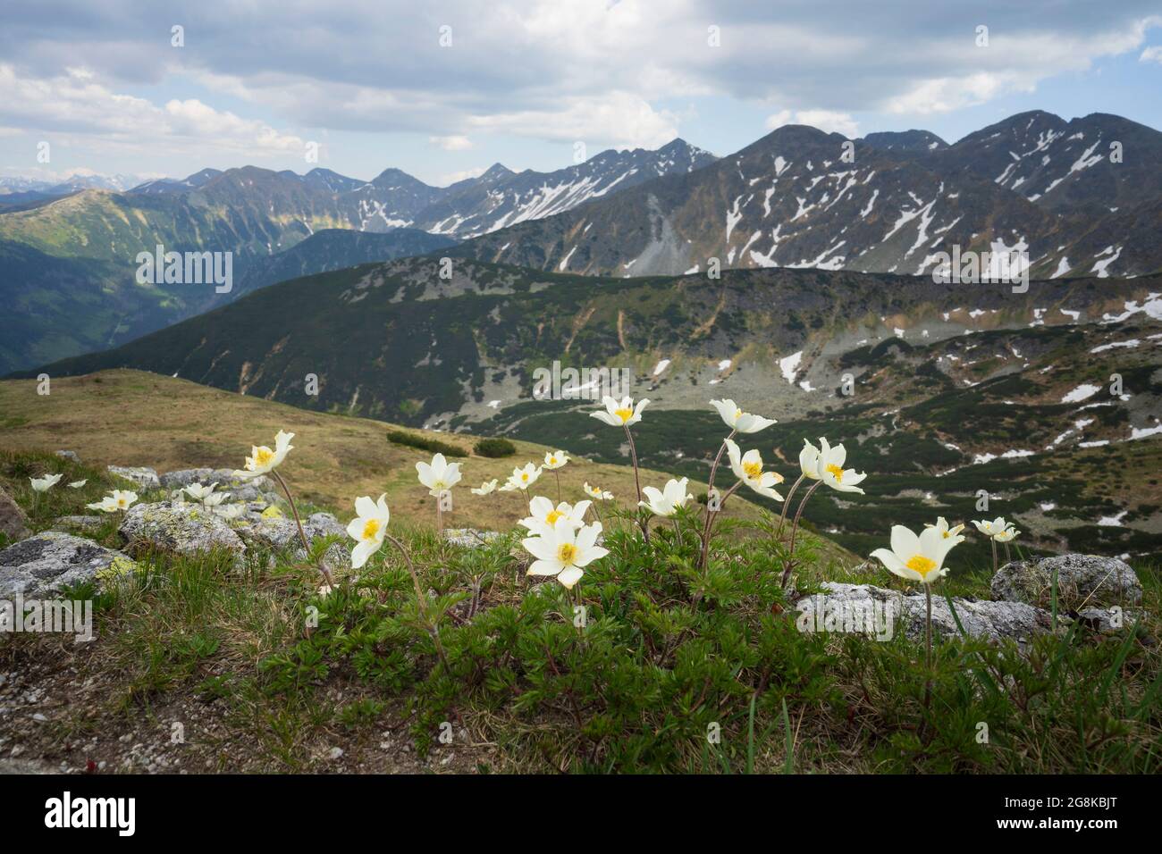 Fleurs (Anemone alpina) contre les sommets de Tatra occidental. Slovaquie. Banque D'Images