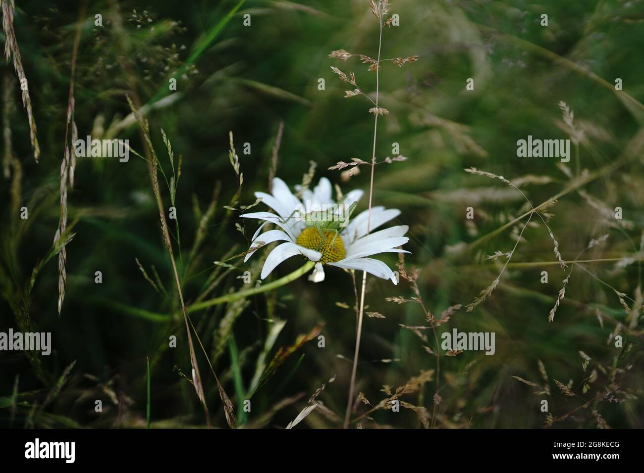 sauterelle sur margarite dans un champ en allemagne Banque D'Images