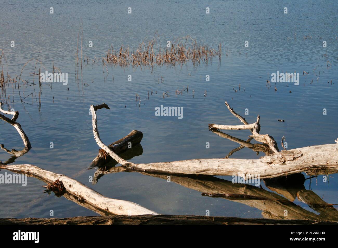 Lac Laach avec des troncs et de l'herbe tombés en Allemagne Banque D'Images