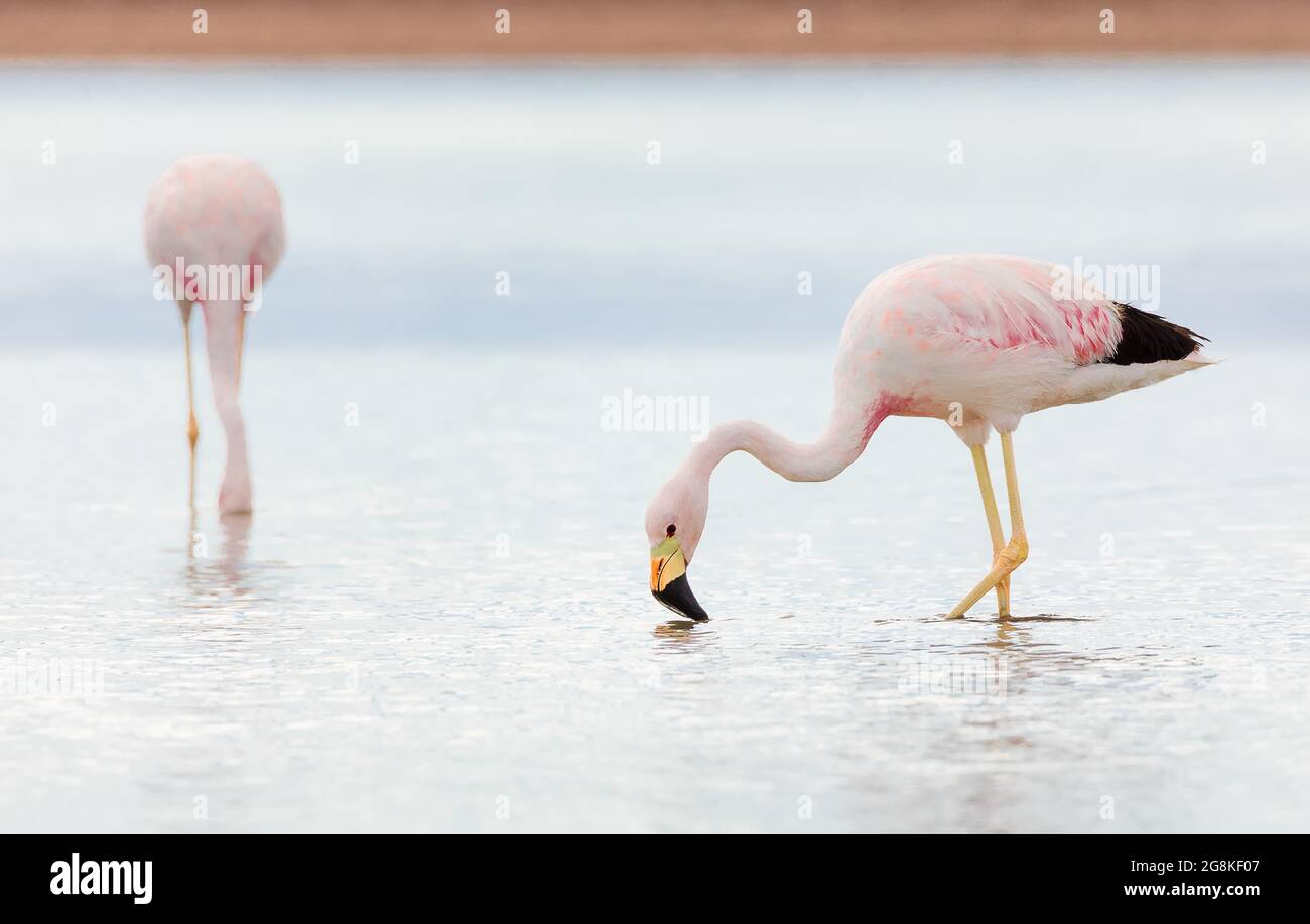 Seul flamants andins de flamants de sel Chaxa, désert près de San Pedro de Atacama au Chili. Amérique du Sud Banque D'Images