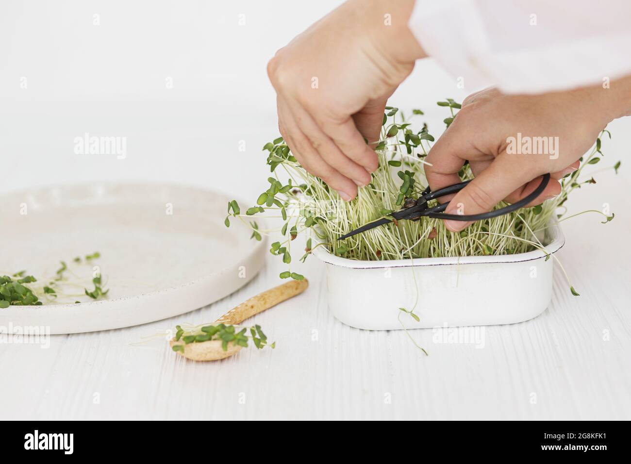 Croissance des microverts à la maison. Les mains coupent des pousses de lin frais avec des ciseaux de la spatule sur fond de cuillère et une assiette moderne sur bois blanc. Lin Banque D'Images