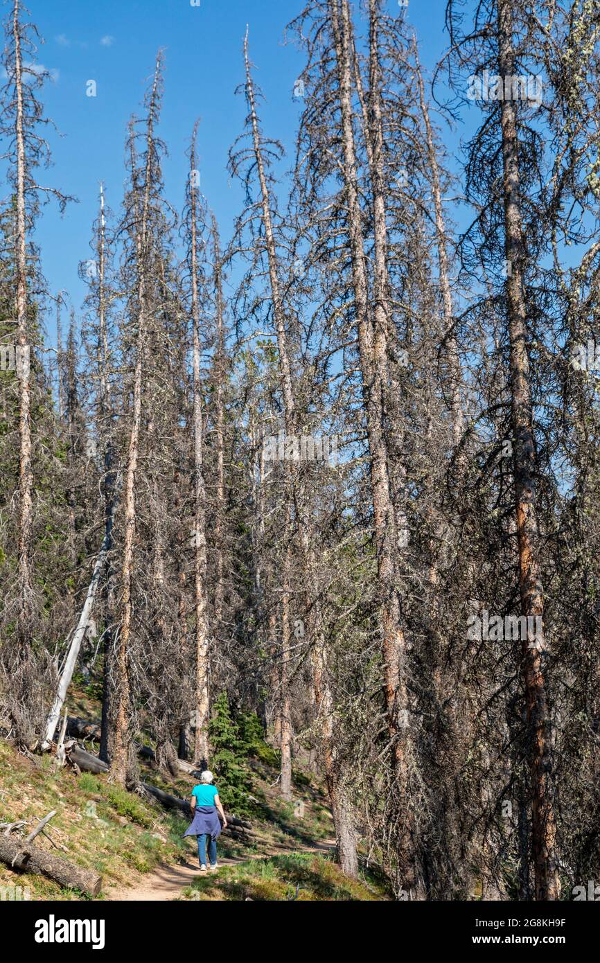 Monarch, Colorado - UNE femme marche sur un sentier à travers un peuplement d'arbres sur la montagne Monarch tué par le coléoptère de l'écorce d'épinette (Dendroctonus rufipennis). Banque D'Images