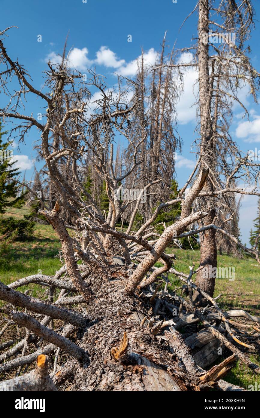 Monarch, Colorado - arbres près de la division continentale sur la montagne Monarch tués par le dendroctone de l'épinette (Dendroctonus rufipennis). Le problème est e Banque D'Images