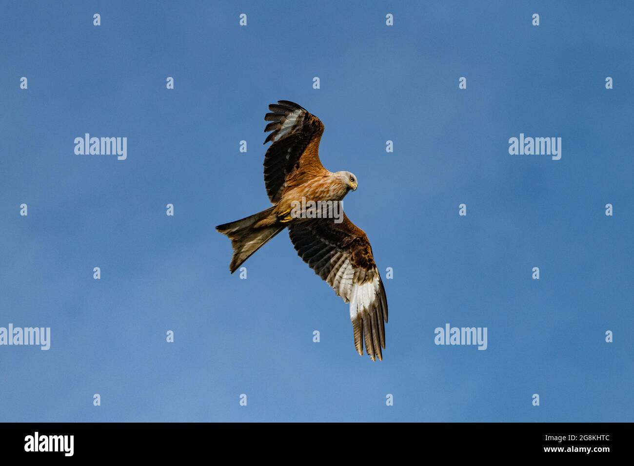 Portrait d'un cerf-volant rouge dans le ciel bleu au-dessus de la campagne anglaise Banque D'Images