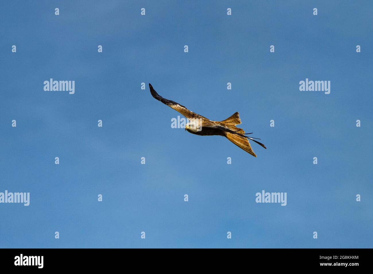 Cerf-volant rouge pris dans la lumière du soleil, dans un ciel bleu au-dessus du côté de la campagne anglaise Banque D'Images