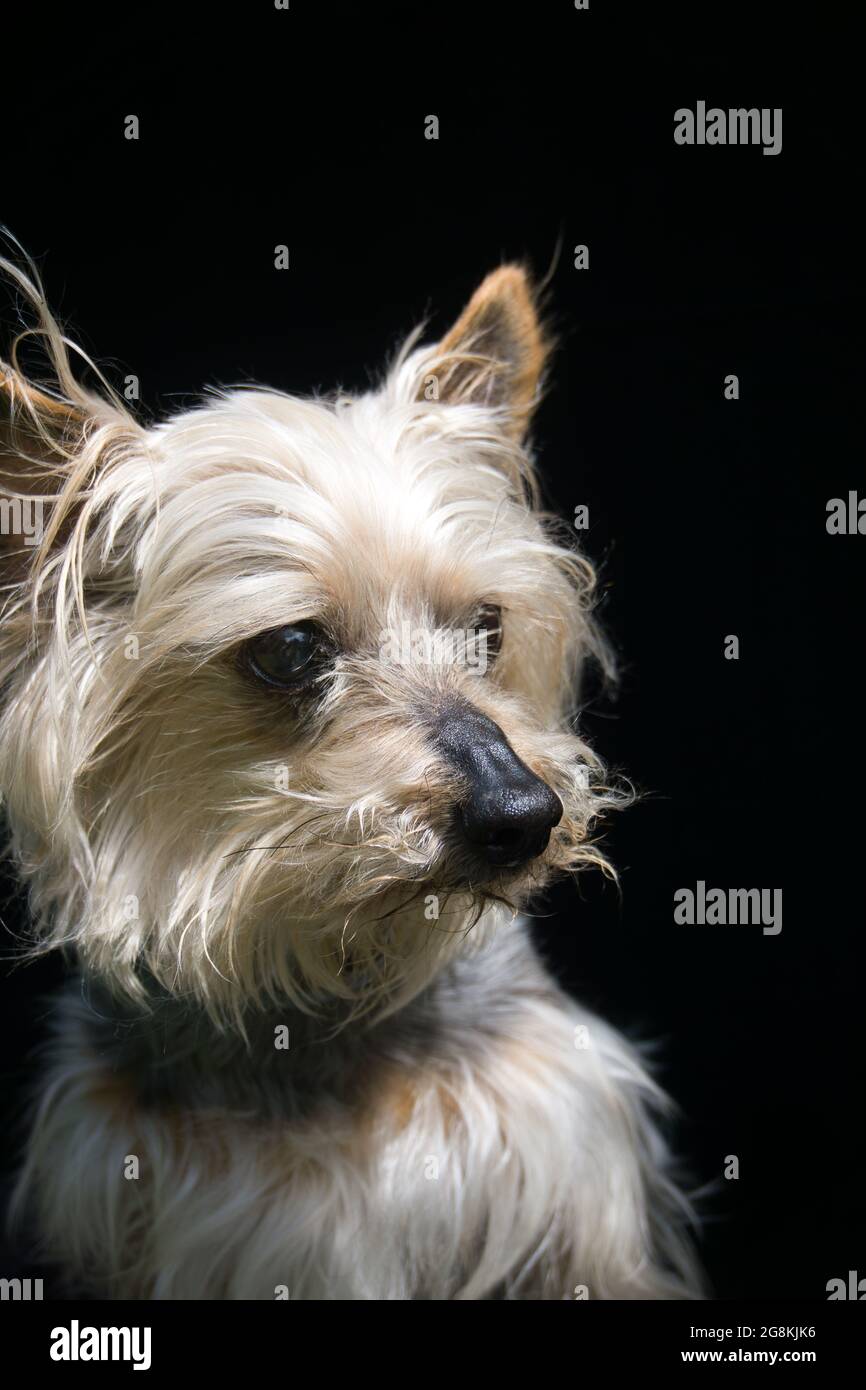 Magnifique portrait Terrier soyeux de 16 ans avec fond noir Banque D'Images