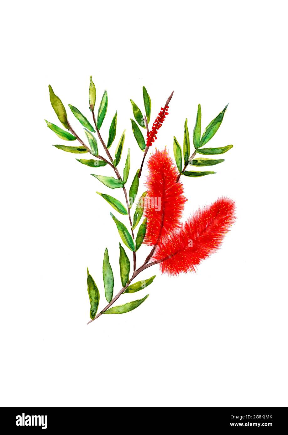 Illustration peinte à la main dans l'aquarelle d'un pinceau à bouteille rouge en fleur sur fond blanc Banque D'Images