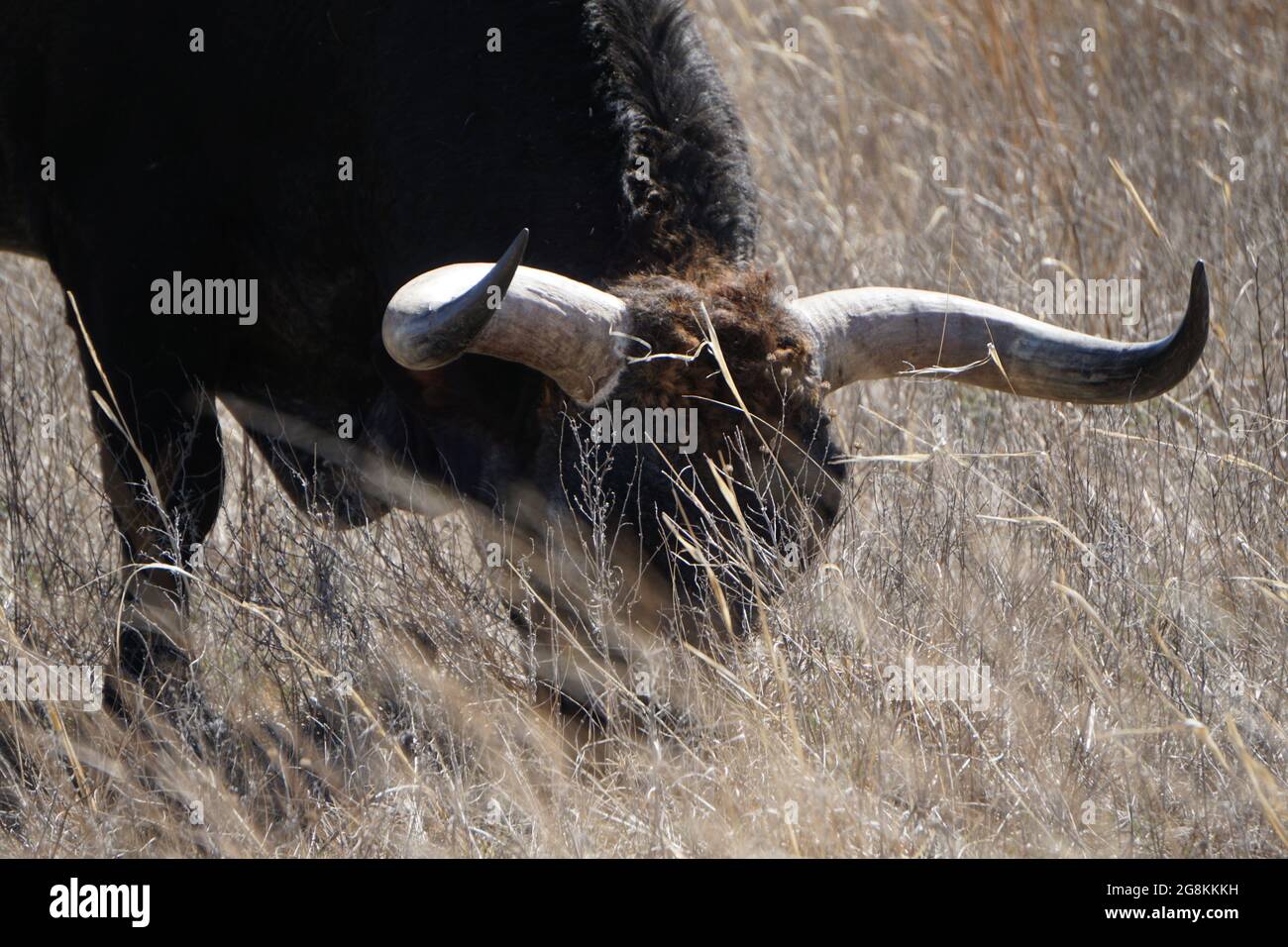 Pâturage de longhorn sauvage dans un refuge national de faune Wichita Mountains Oklahoma Banque D'Images