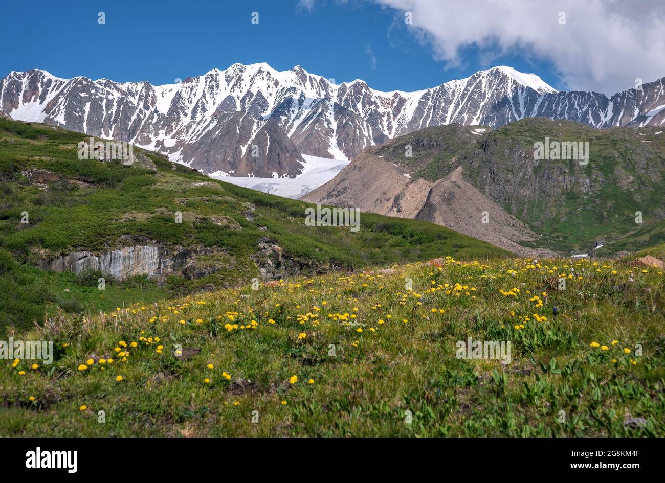 Vue incroyable avec des fleurs sauvages jaune vif sur un pré vert et des épaisses de bouleau nain sur fond de montagnes enneigées, de glacier et de bleu s. Banque D'Images