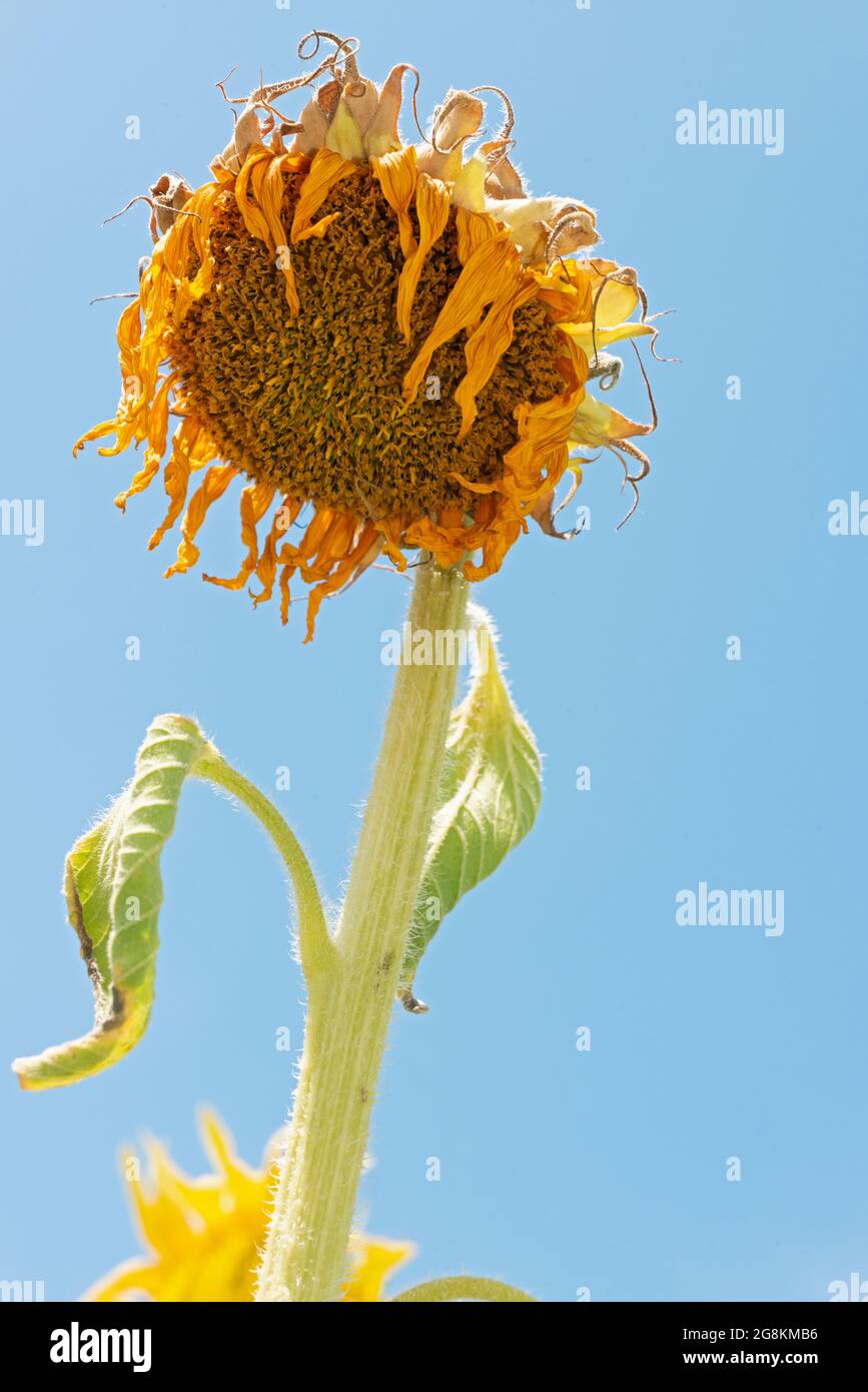 Tournesol mort Banque D'Images