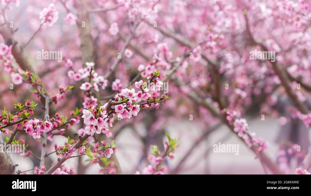 Fleurs de cerisier de pêche en fleurs sur les branches des arbres, fleurs roses en pleine floraison. Prune chinoise ou abricot japonais. Fleur de printemps. Gros plan. Banque D'Images