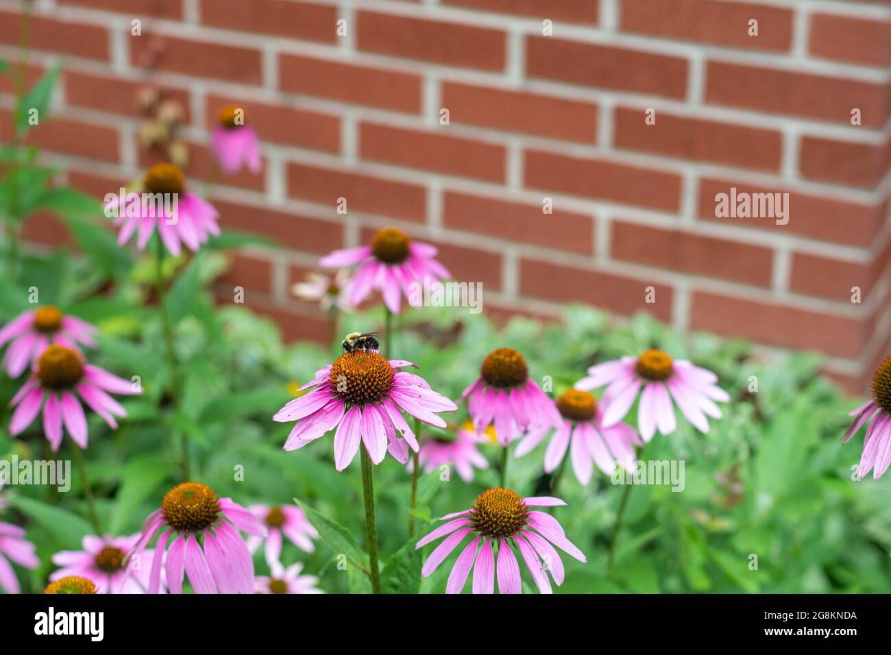 Bumble Bee pollinisant une fleur conique pourpre dans un jardin devant un mur de brique Banque D'Images