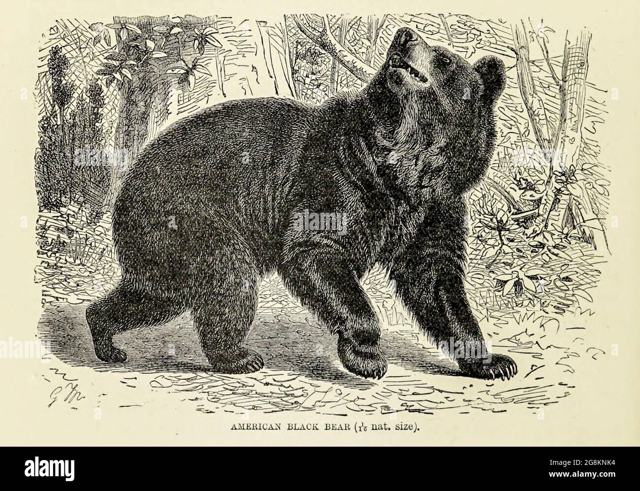 L'ours noir américain (Ursus americanus) est un ours de taille moyenne endémique en Amérique du Nord. C'est l'espèce d'ours la plus petite et la plus largement distribuée du continent. Les ours noirs américains sont omnivores, leur régime alimentaire variant considérablement selon la saison et l'endroit. Ils vivent généralement dans des zones largement boisées, mais laissent les forêts à la recherche de nourriture, et sont parfois attirés par les communautés humaines en raison de la disponibilité immédiate de nourriture. Malgré le nom, certaines sous-espèces peuvent être brunes ou même blondes. Du livre ' Royal Natural History ' Volume 2 édité par Richard Lydekke Banque D'Images