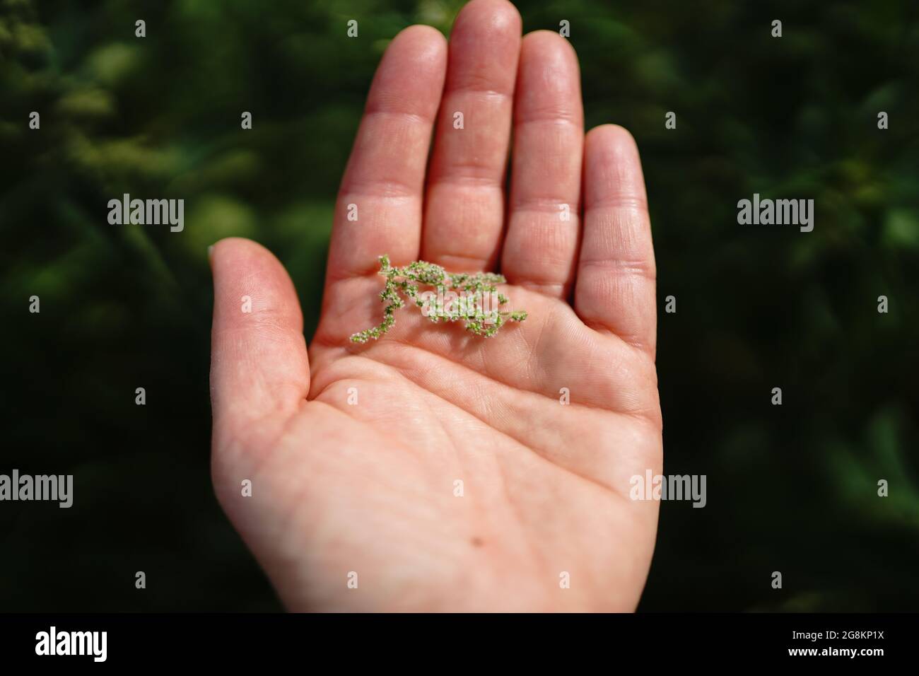 Les graines d'ortie sont rapprochées dans une main blanche femelle Banque D'Images