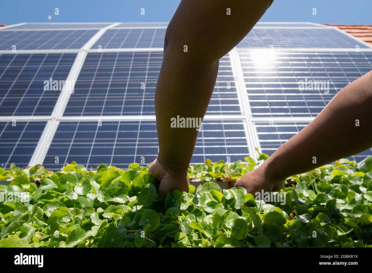 Un fermier hydroponique récolte des légumes dans son jardin construit sur le toit d'une maison. Ce jardin reçoit l'électricité des panneaux solaires qui sont insta Banque D'Images