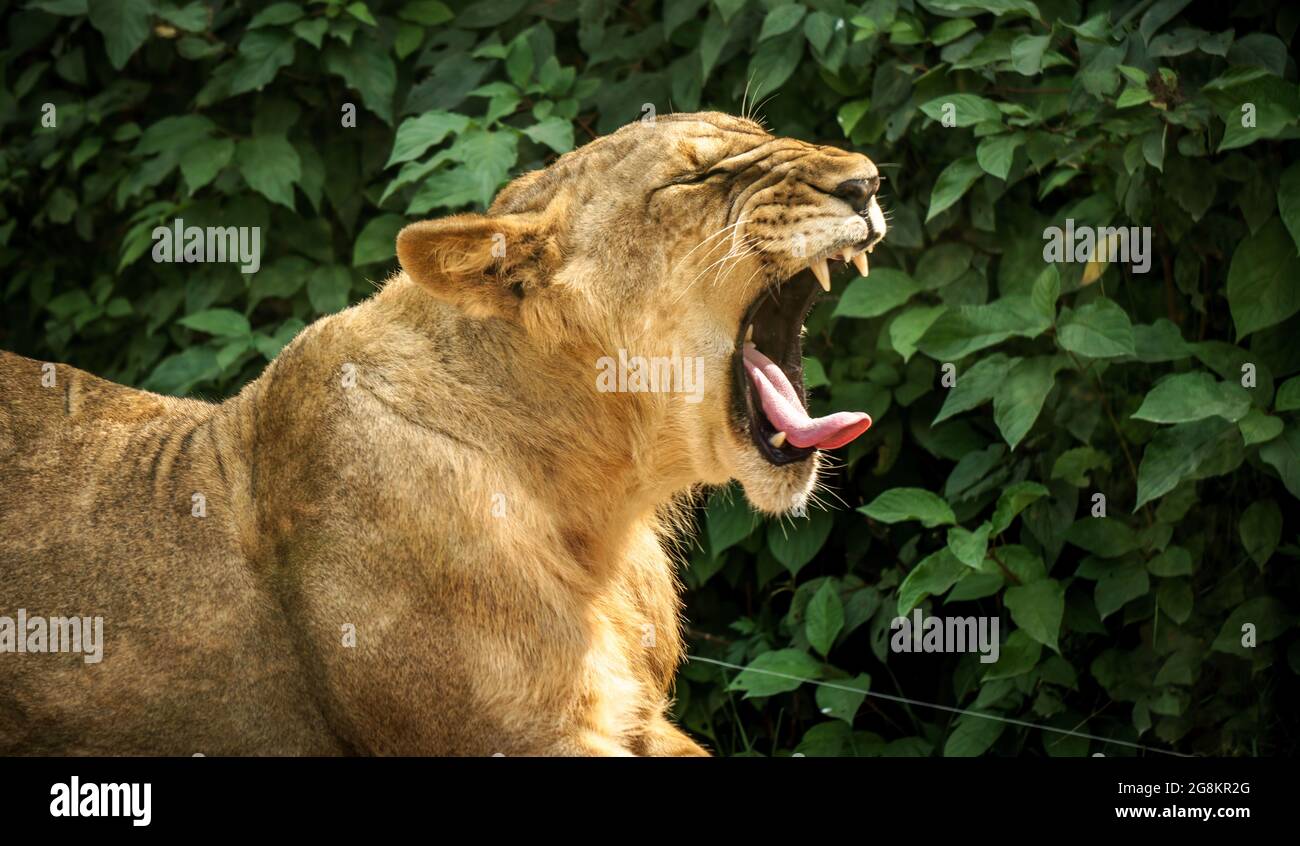 SÉOUL, CORÉE DU SUD - 01 mai 2015 : une magnifique lionne rugissante capturée dans la vallée perdue d'Everland à Séoul, Corée du Sud Banque D'Images