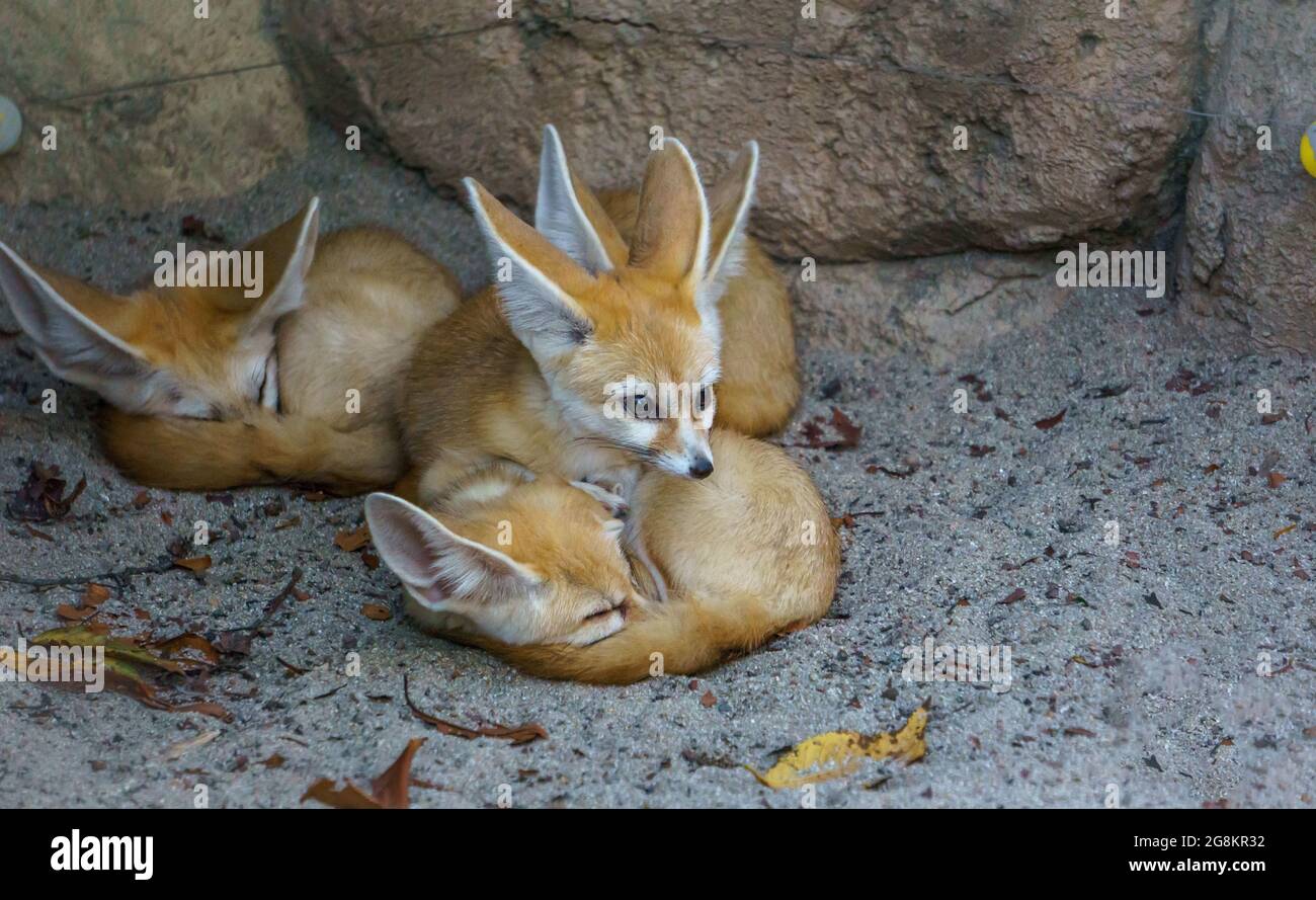 SÉOUL, CORÉE DU SUD - 01 mai 2015 : un groupe de renards Fennec mignon capturés dans la vallée perdue d'Everland à Séoul, Corée du Sud Banque D'Images