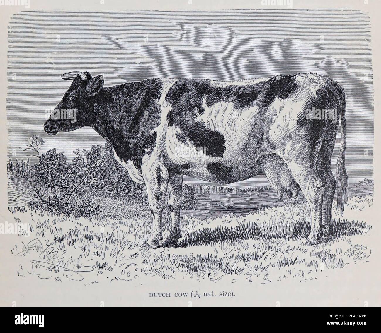 Dutch Cow du livre ' Royal Natural History ' Volume 2 édité par Richard Lydekker, publié à Londres par Frederick Warne & Co en 1893-1894 Banque D'Images