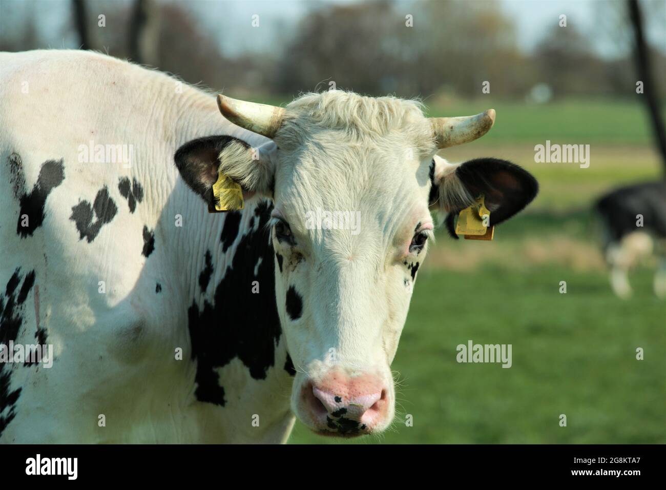 Portrait de la tête d'une vache noire et blanche sur la prairie Banque D'Images