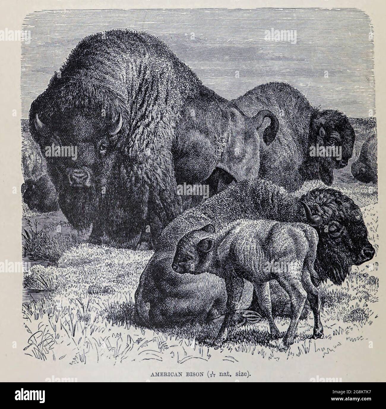 Le bison américain, ou simplement le bison (Bison bison), aussi connu sous le nom de bison américain ou simplement de bison, est une espèce américaine de bison qui a autrefois surnommé l'Amérique du Nord dans de vastes troupeaux. Extrait du livre « Royal Natural History » Volume 2 édité par Richard Lydekker, publié à Londres par Frederick Warne & Co en 1893-1894 Banque D'Images