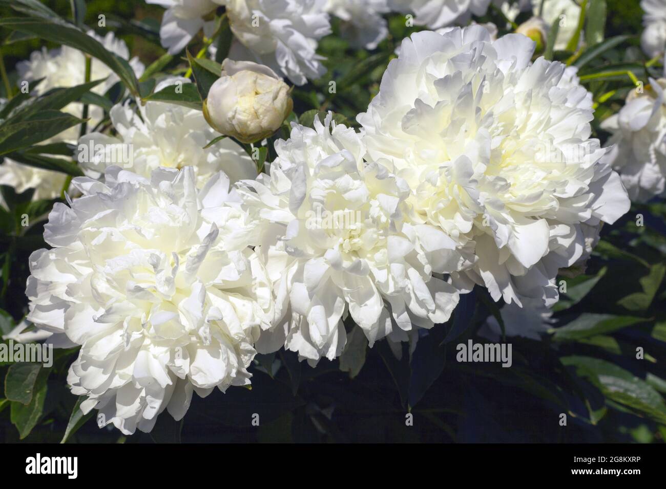 énormes pivoines blanches au jardin. fleurs aux bourgeons de pivoines et feuilles vert foncé. Magnifique pivoine crémeuse. Pivoine blanche double. Fabuleuse fleur blanche crémeuse Banque D'Images