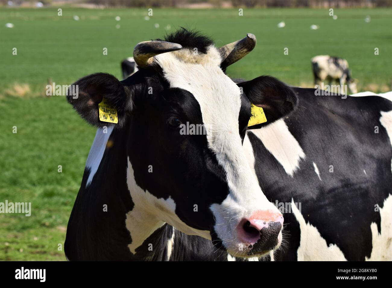 Portrait de la tête d'une vache noire et blanche sur la prairie Banque D'Images
