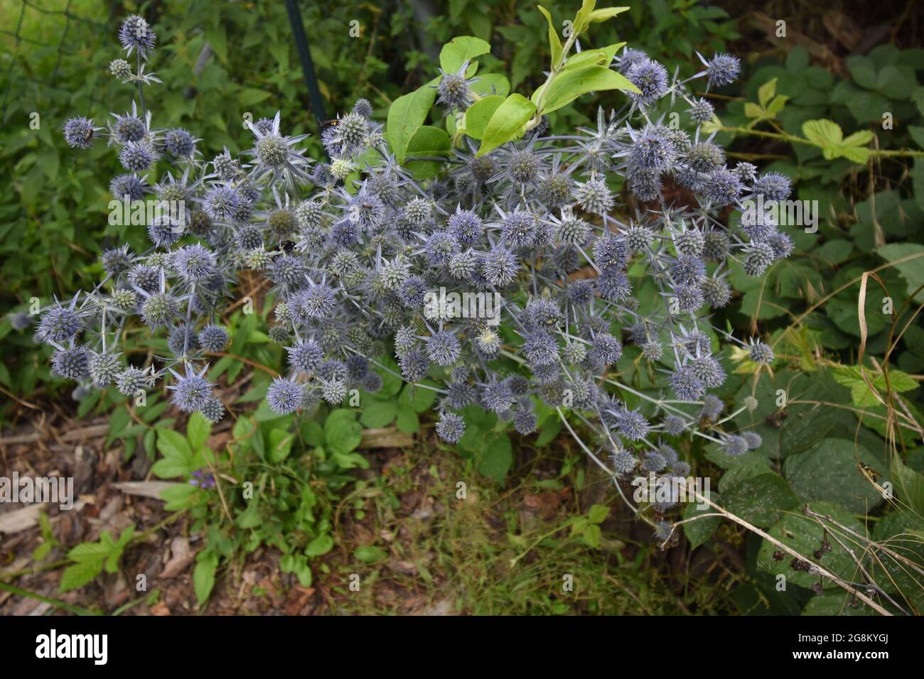 Stranddistel, Mannstreu, Eryngium Banque D'Images