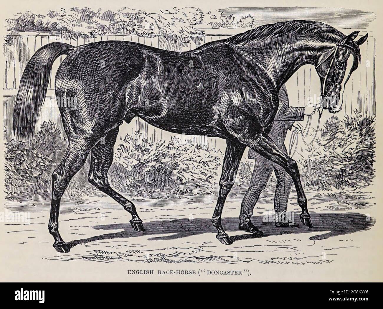 Comment Dit On Cheval En Anglais Pur sang anglais étalon Banque de photographies et d'images à haute  résolution - Alamy
